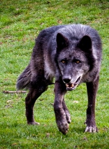 Wolfspaziergang-7649